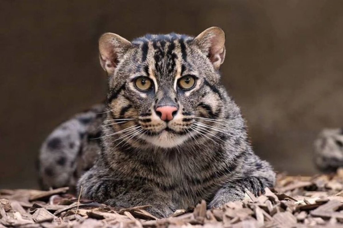 Животные семейства кошачьих