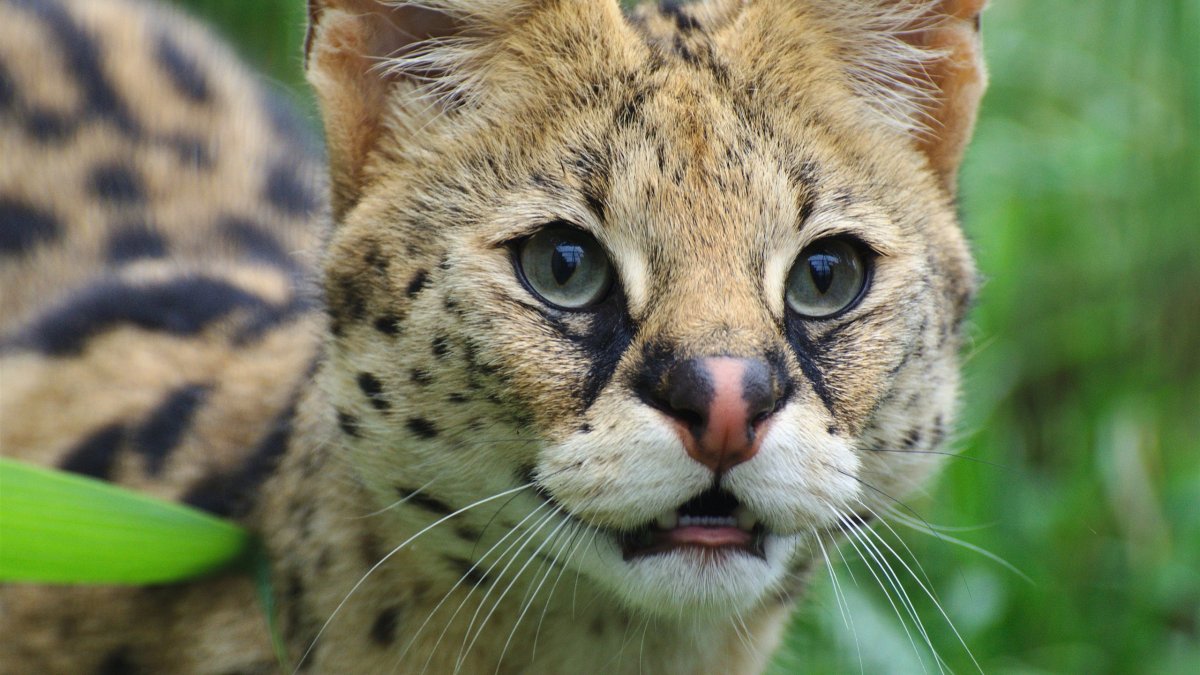 Дикая кошка сервал