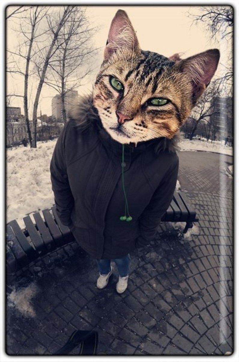 Четкие собаки