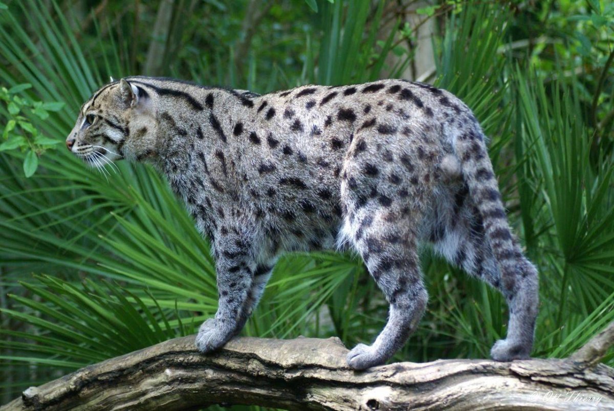 Дикая кошка сервал