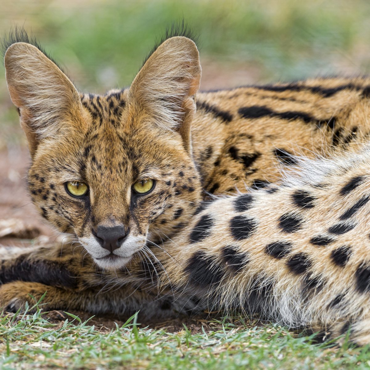 Сервал кустарниковая кошка