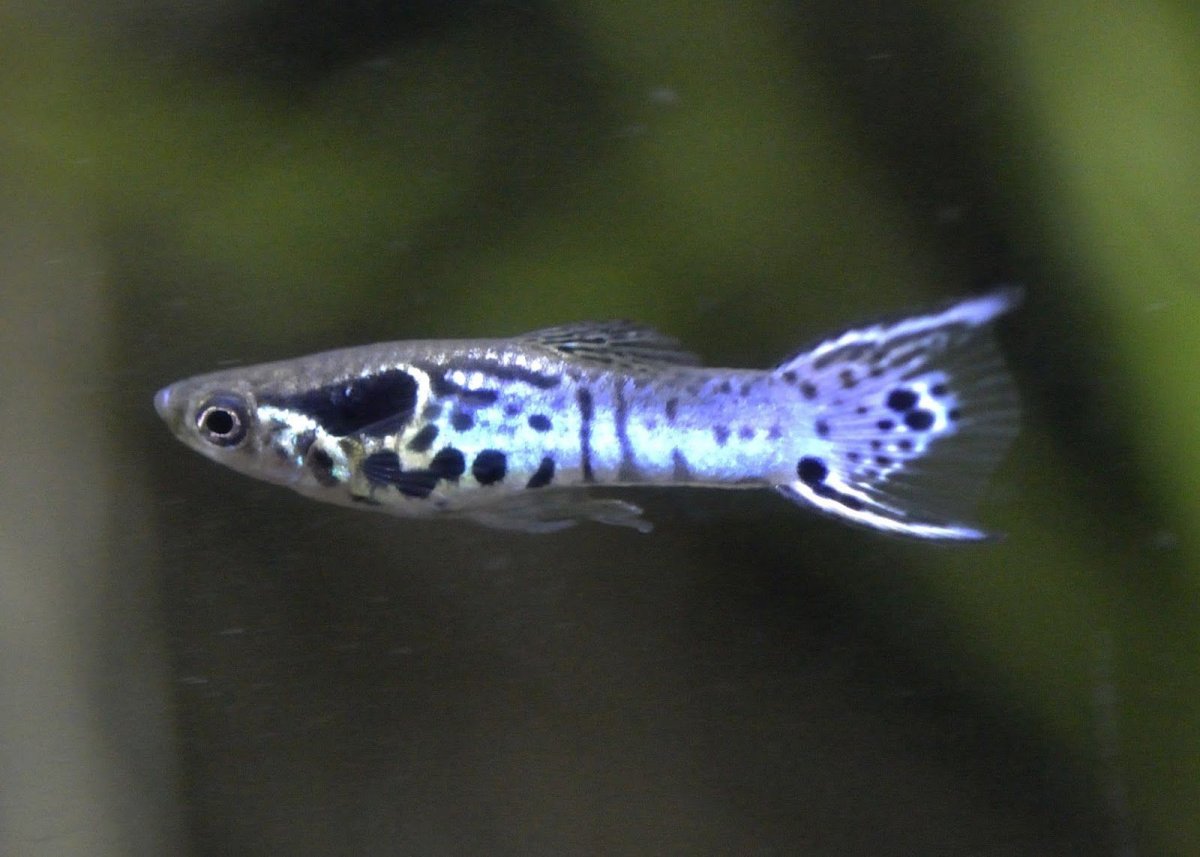 Белая рыба с голубыми полосками