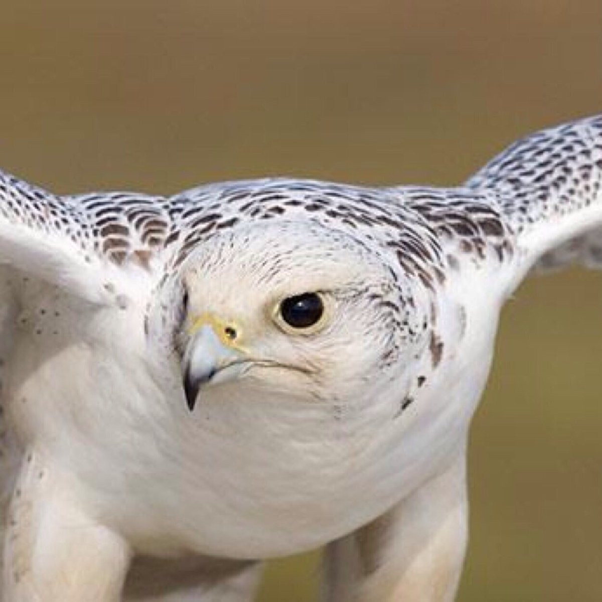 Камчатский Сокол Кречет