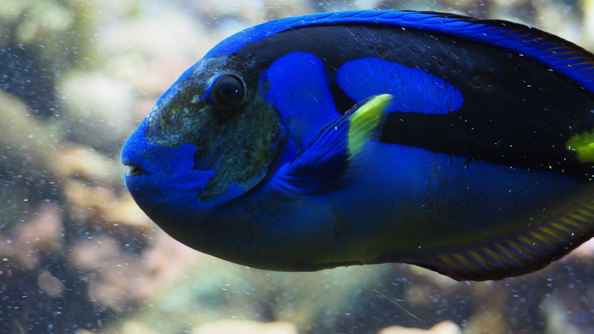 Sciaenochromis fryeri