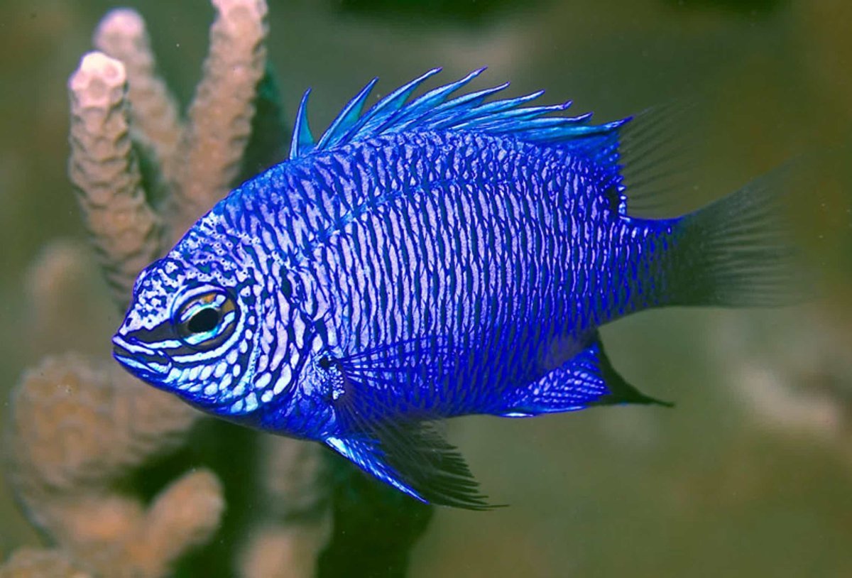 Хризиптера Ролланда