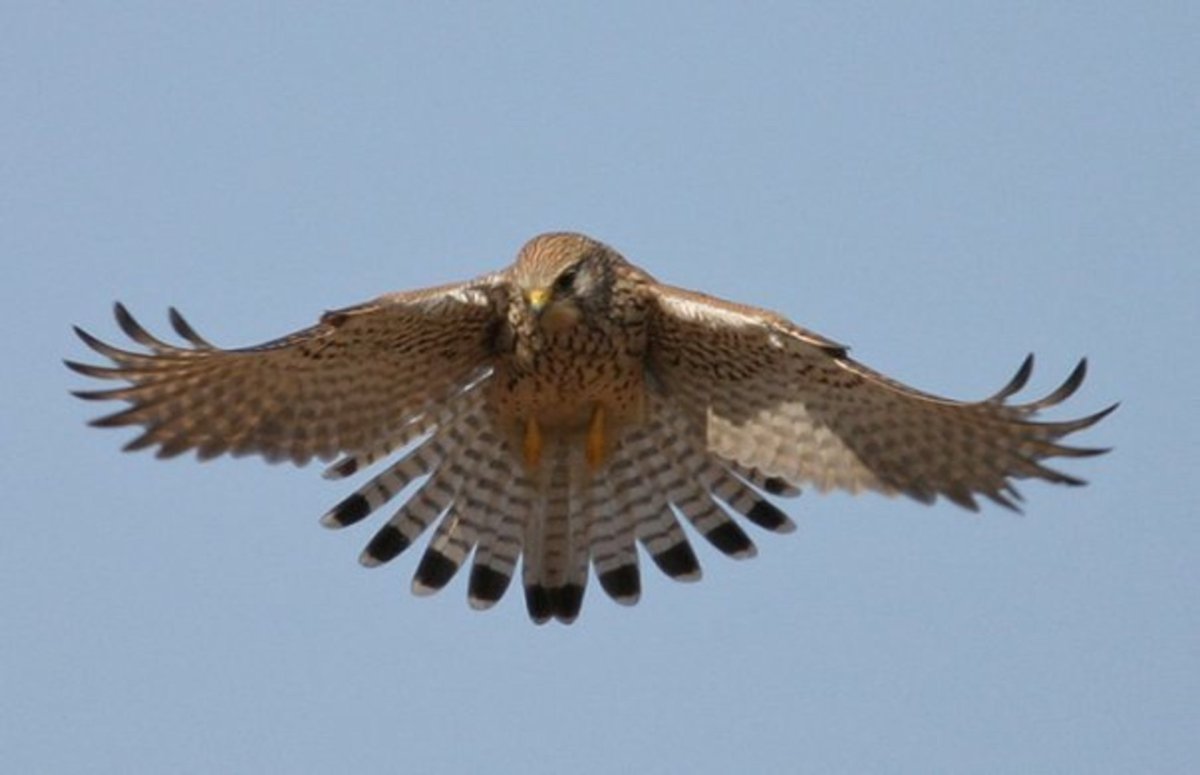 Белоголовый Орлан анфас