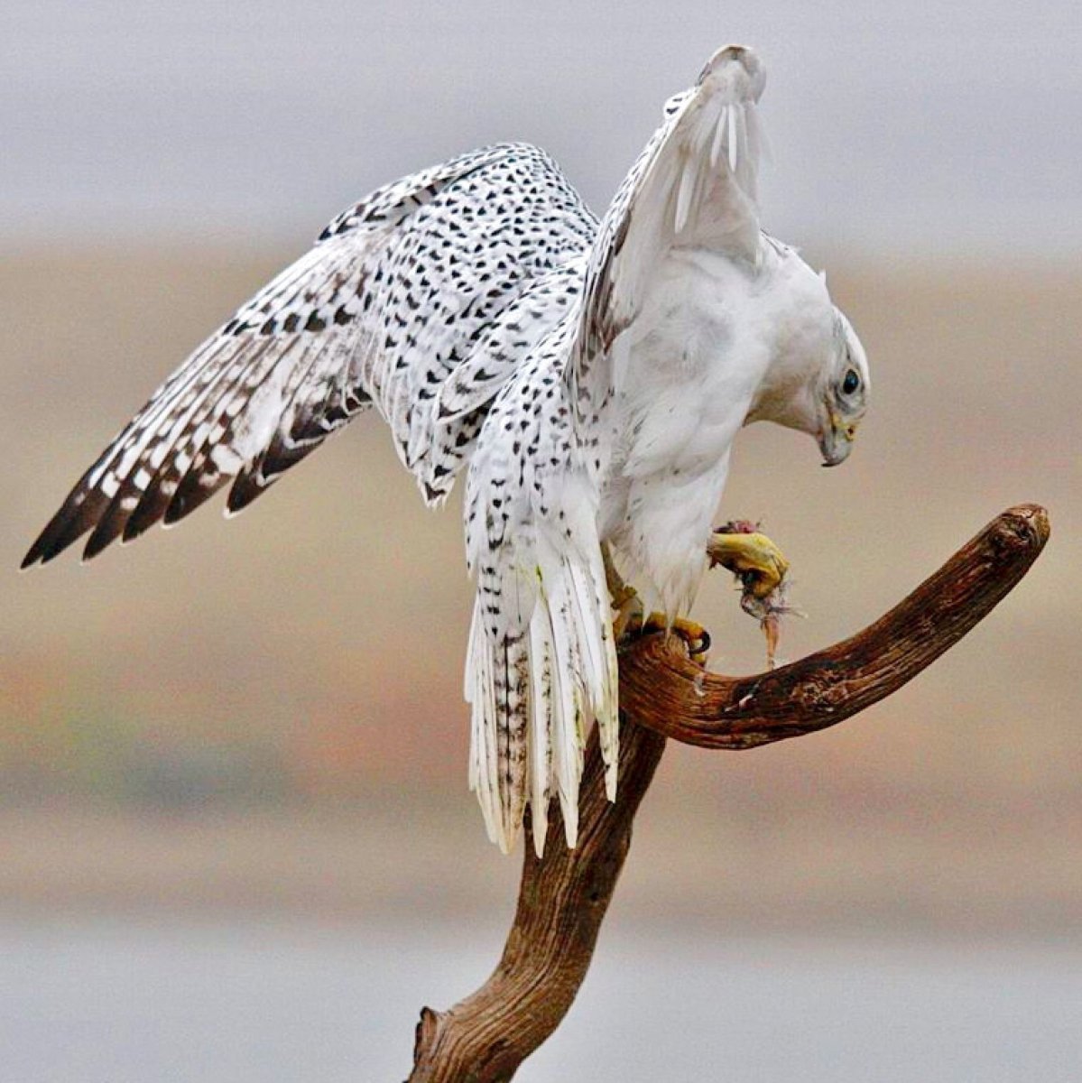 Беркут альбинос