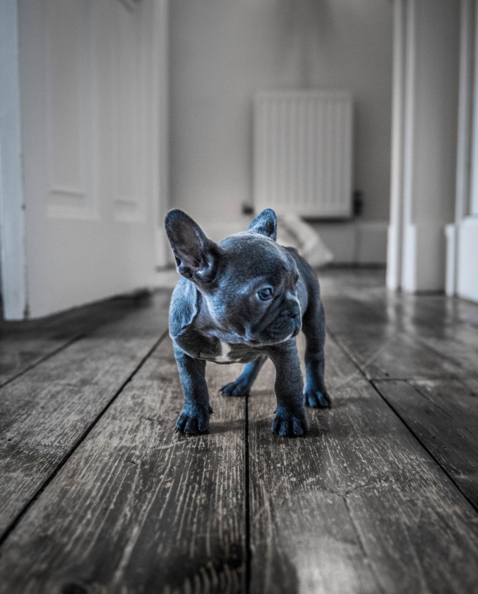 Французский бульдог серый с голубыми