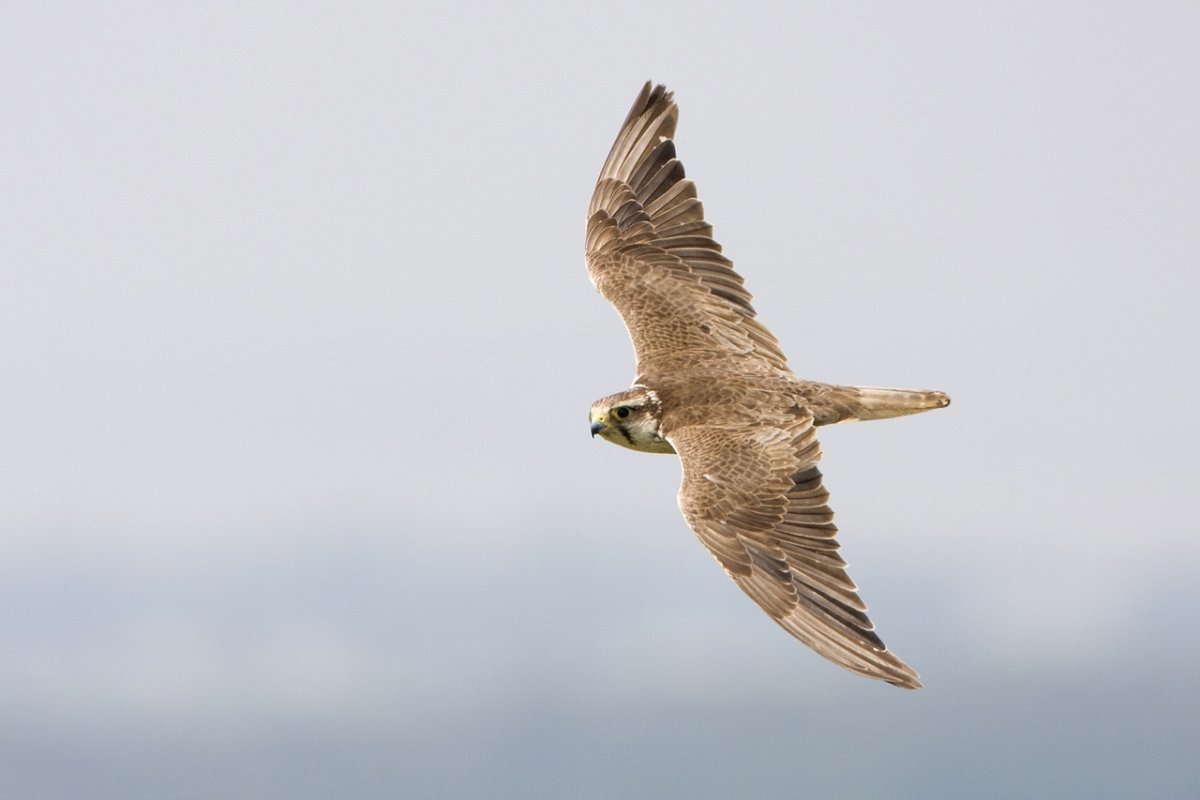 Небесный Сокол Геншин