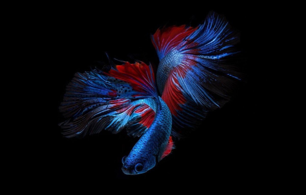 Blue Betta Fish