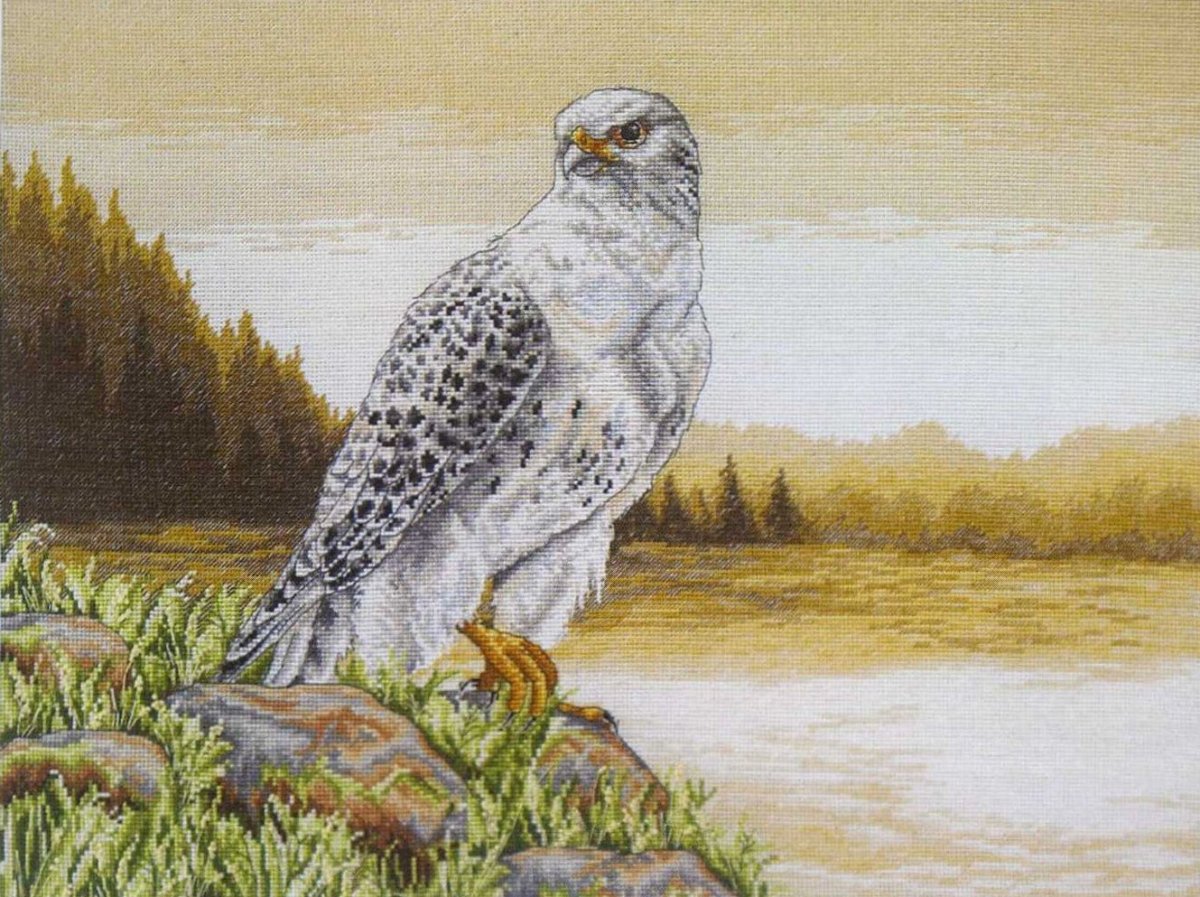 Сокол Сапсан альбинос