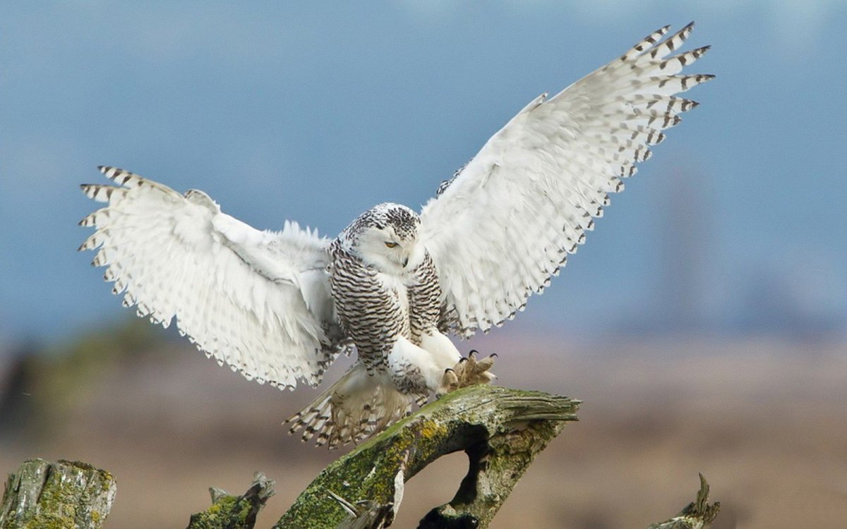Маврикийская пустельга