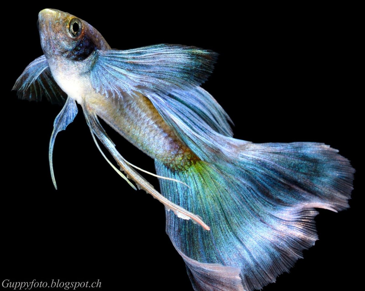 Самые красивые рыбы в мире морские