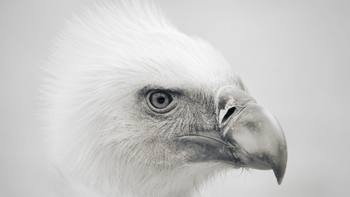 Черный Сокол птица