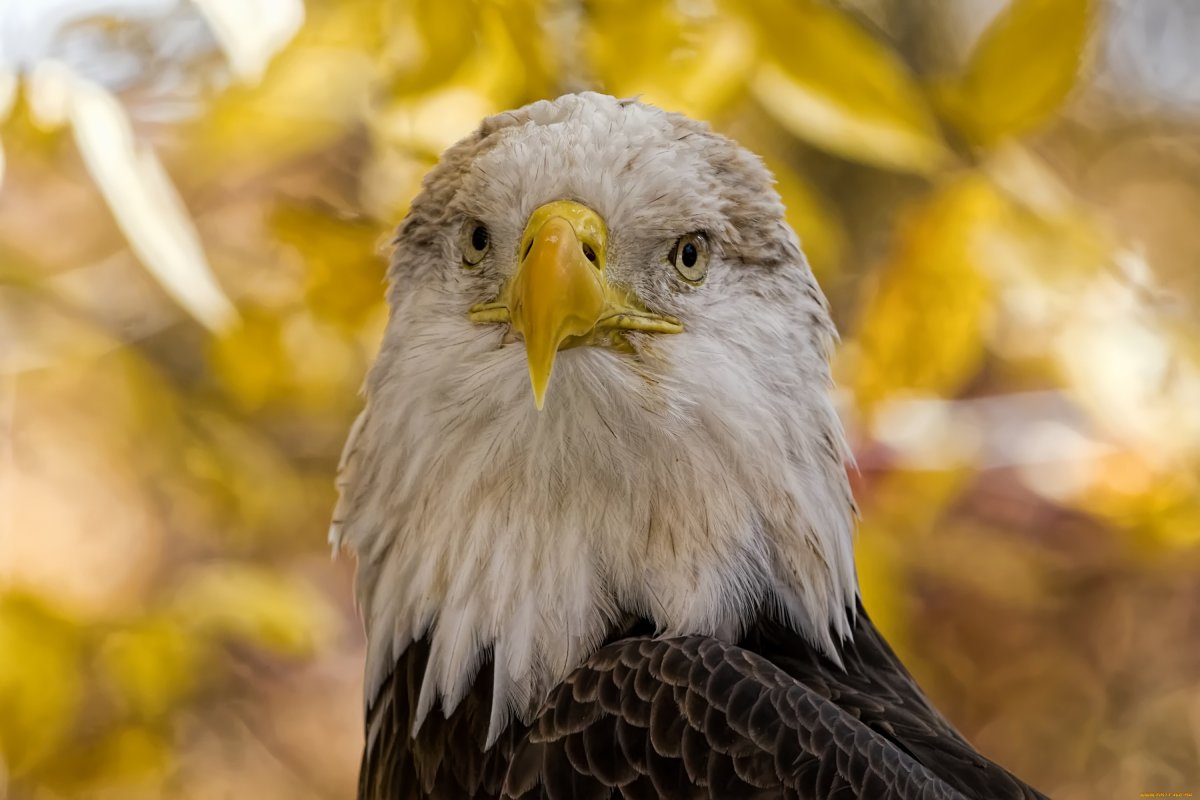 Белый Сокол с красными глазами