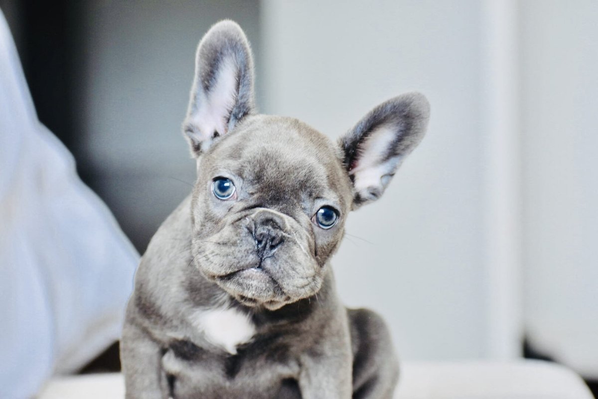 Голубо подпалый французский бульдог