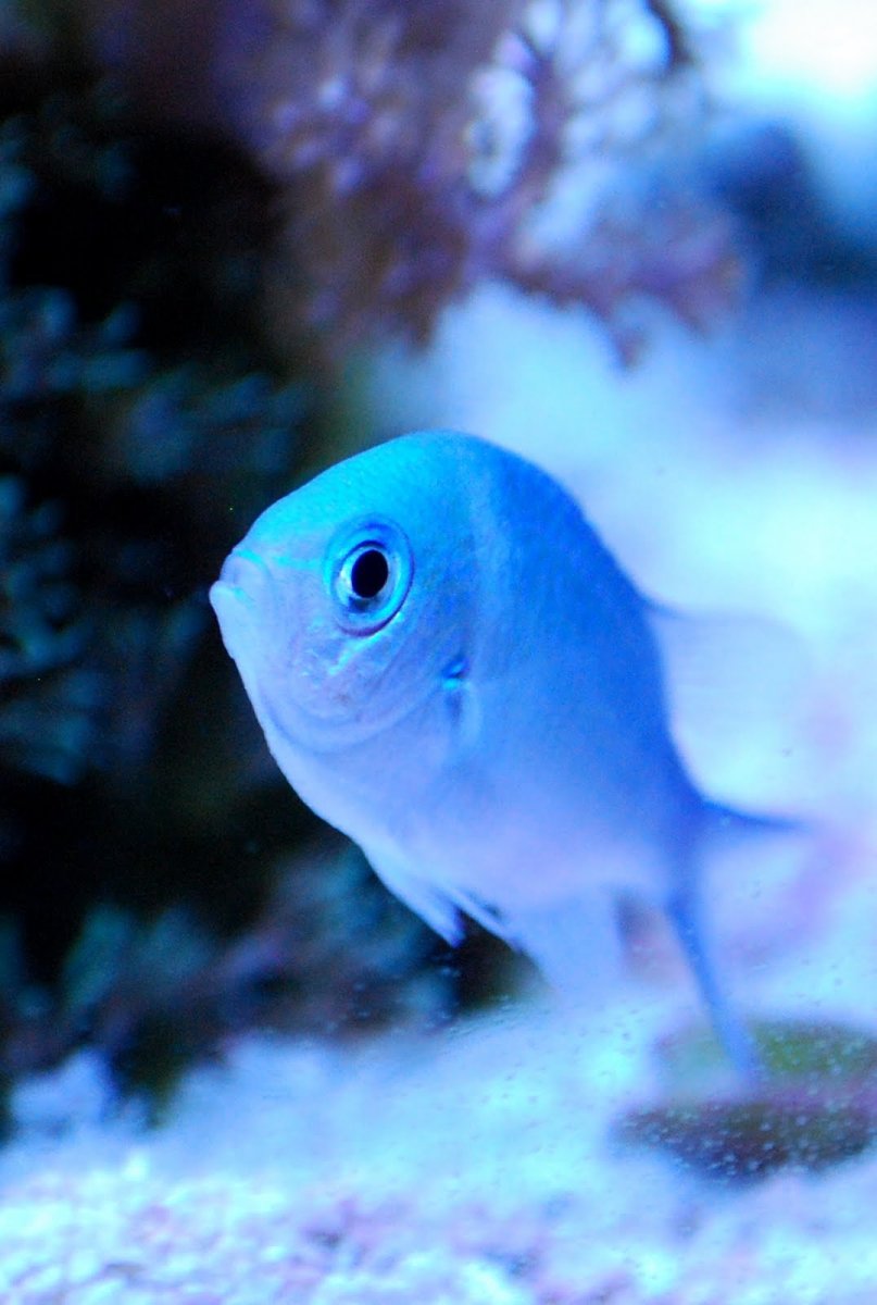 Маленькие рыбки