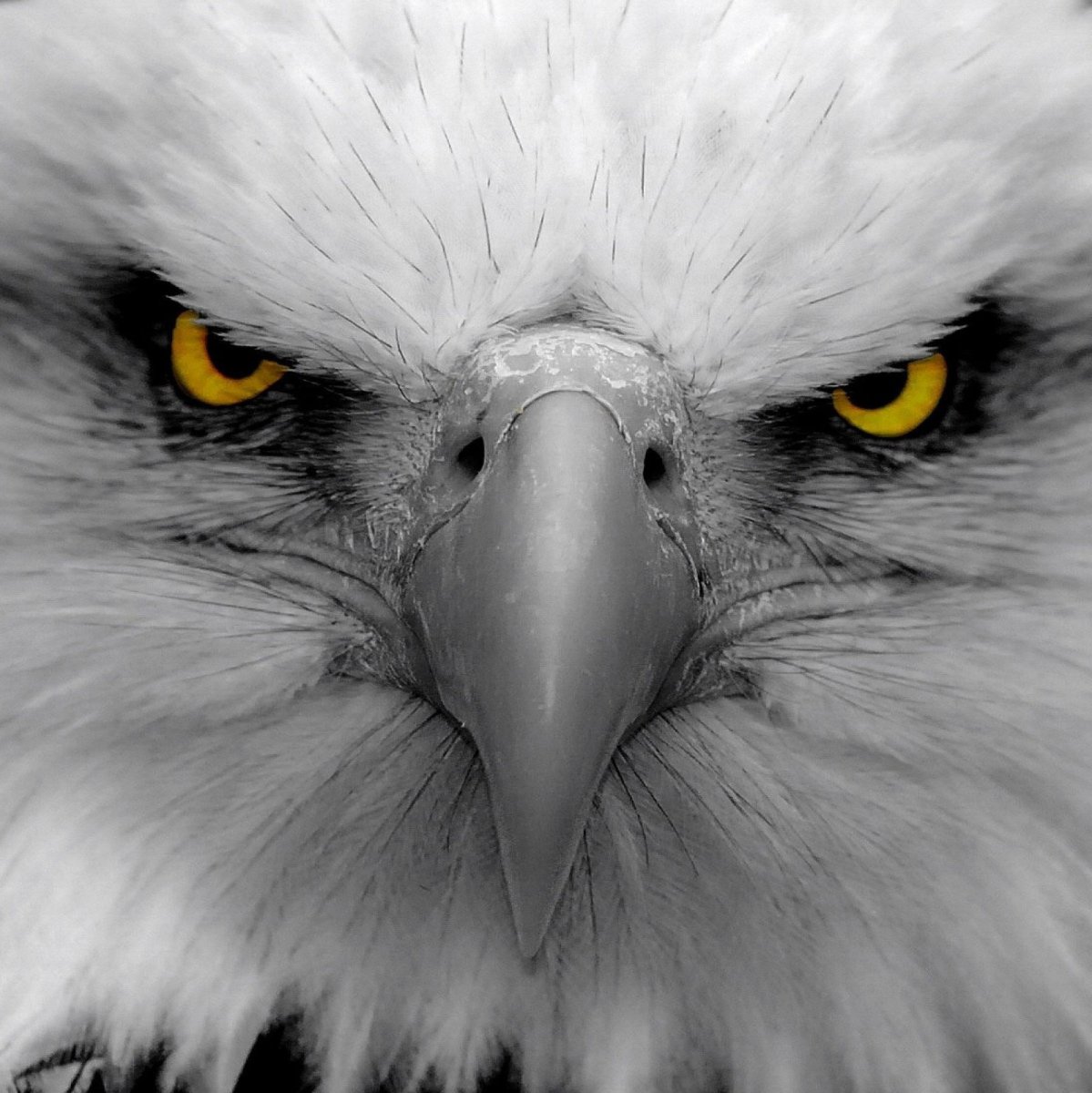 Ястреб тетеревятник в полете