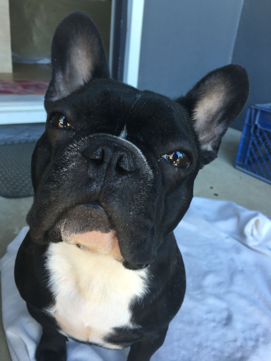 Французский бульдог