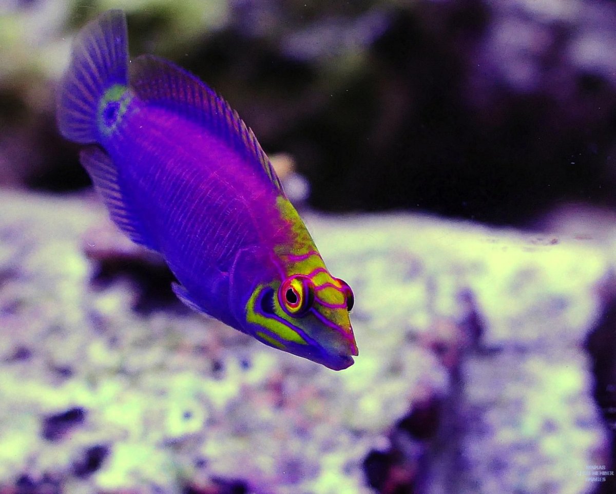 Pseudocheilinus ocellatus