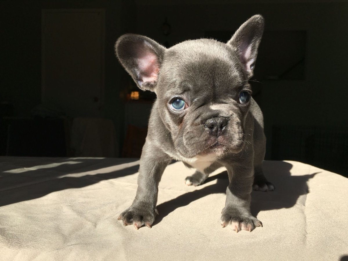 Французский бульдог голубоглазый