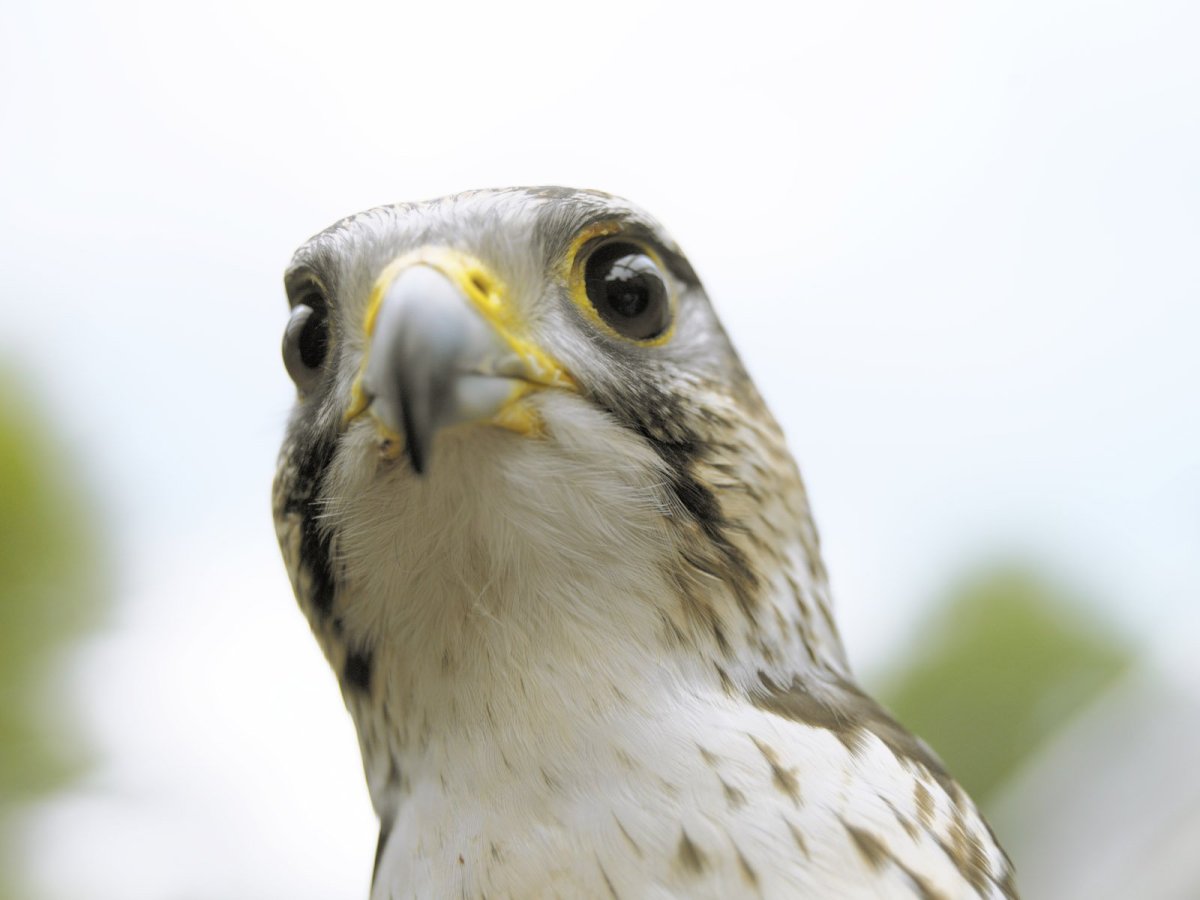 Сокол Кречет Ирландия