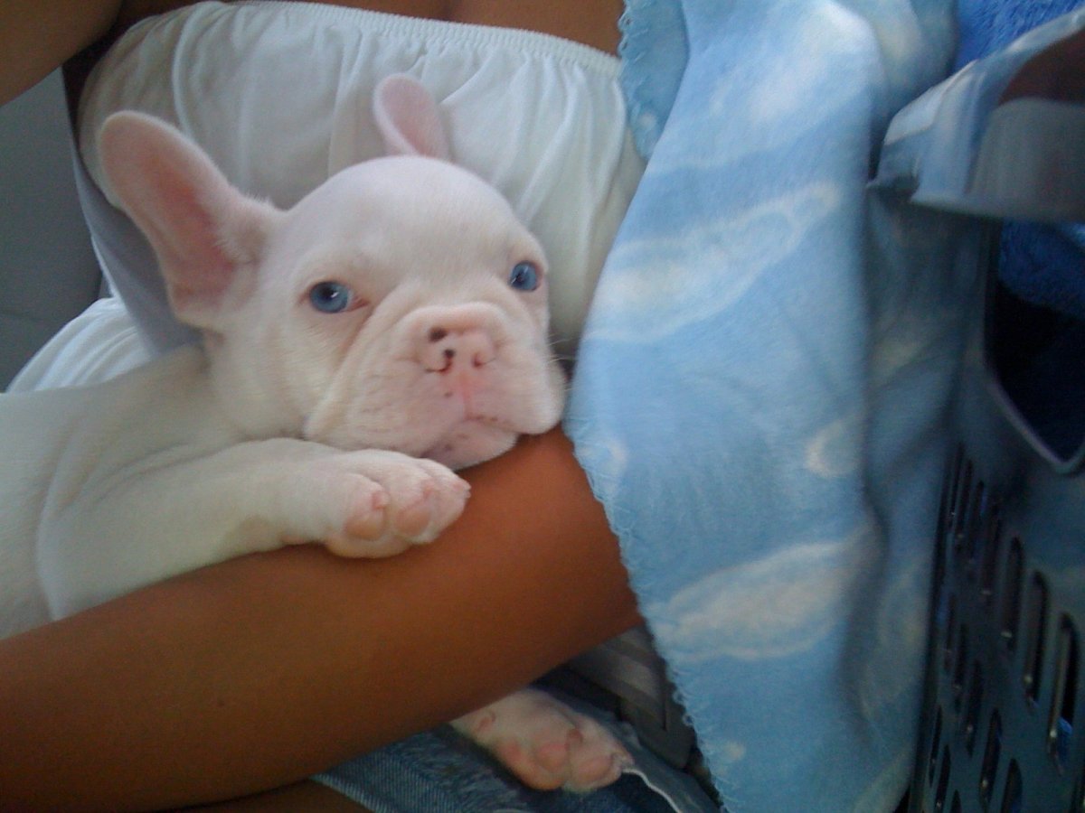 Французский бульдог альбинос