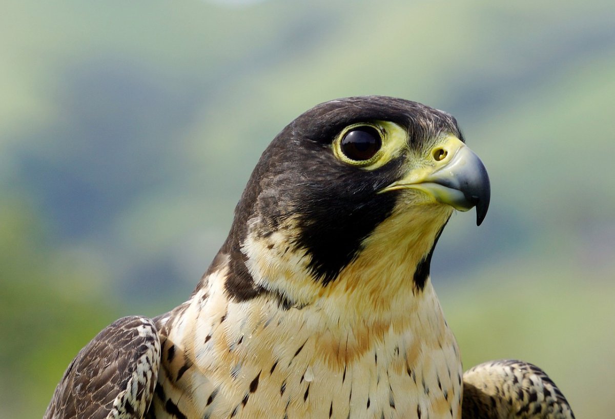 Анкор сокрл вышивка крестом Сокол