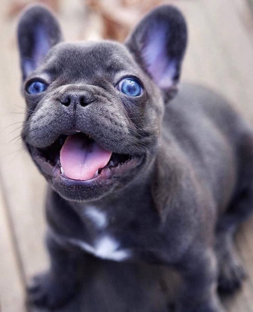 Французский бульдог голубого окраса