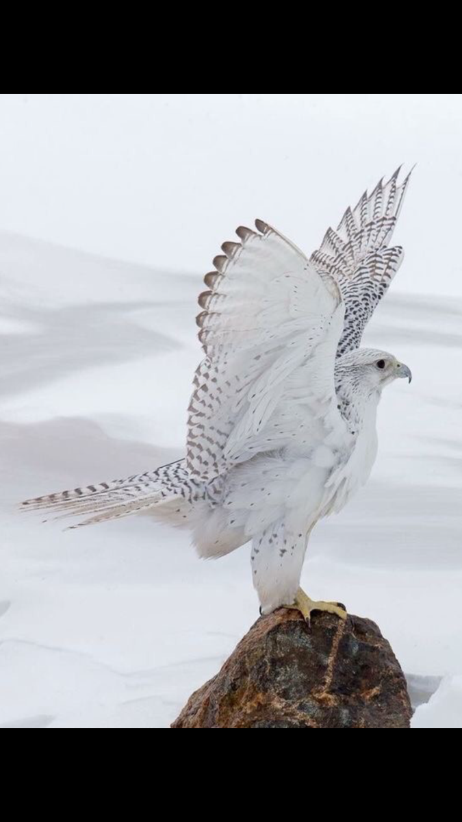 Белый Кречет арт