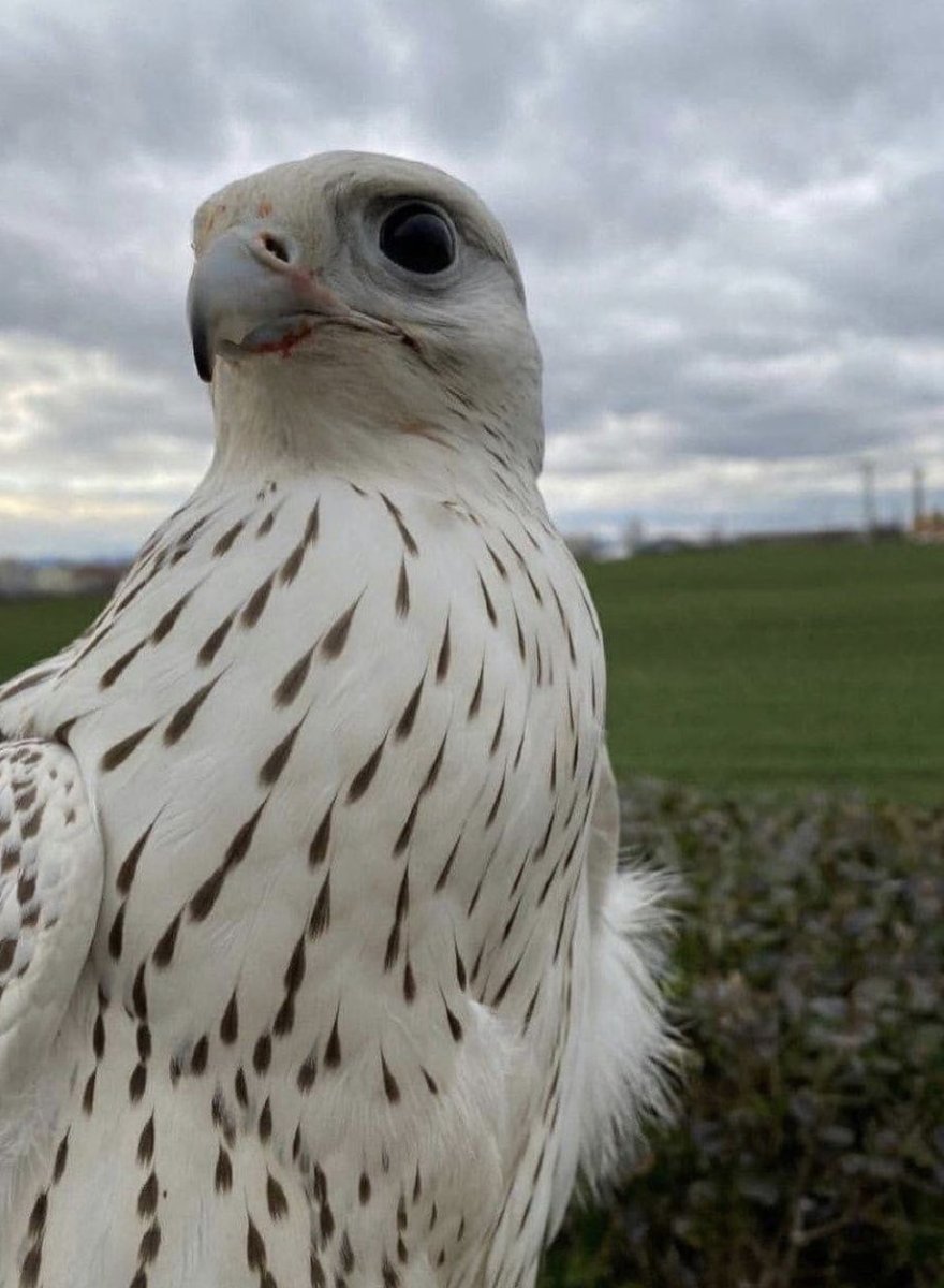 Дагба Орлан Монгеевич