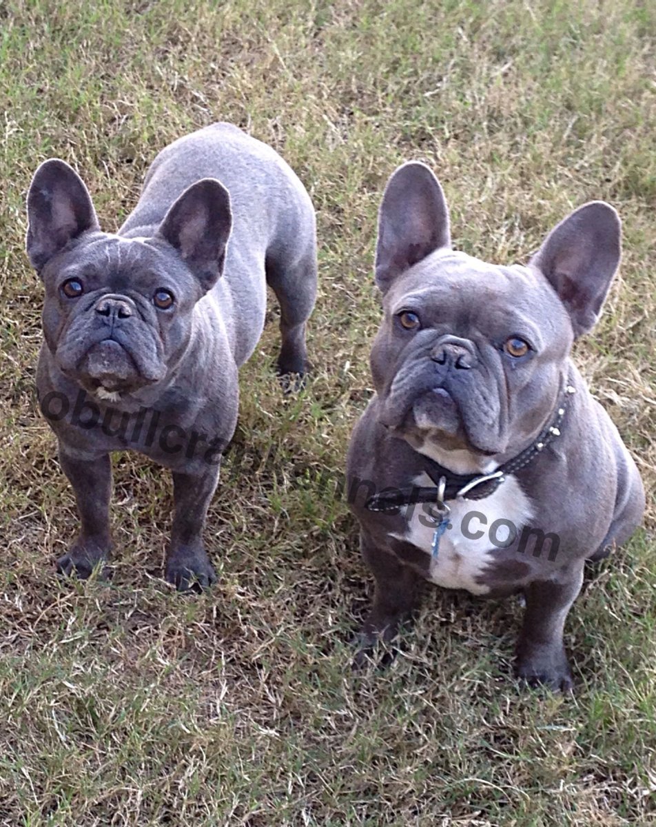 Бело голубой французский бульдог взрослый