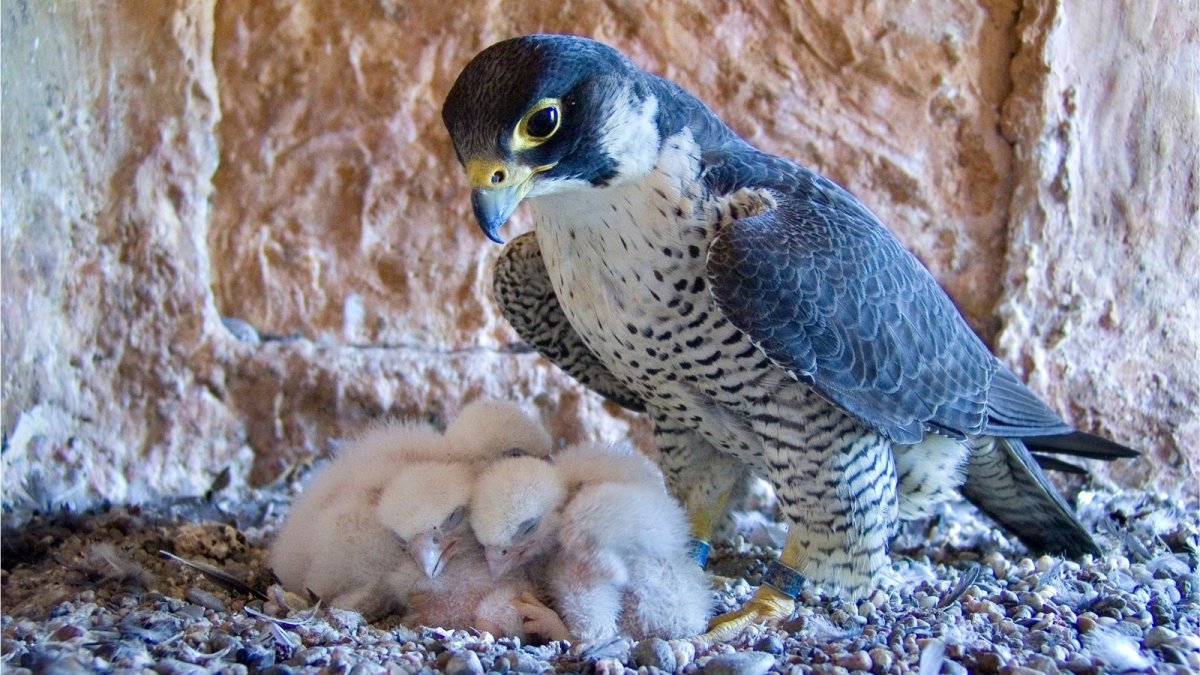 Кречет Falco rusticolus