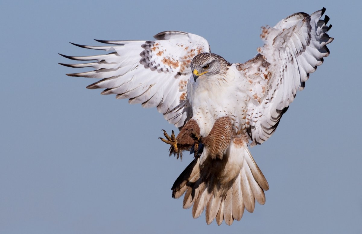 Сокол Сапсан