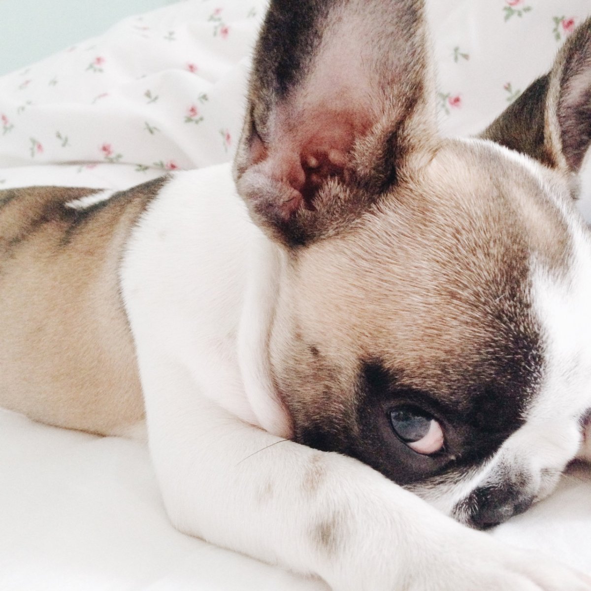 Смешной белый французский бульдог