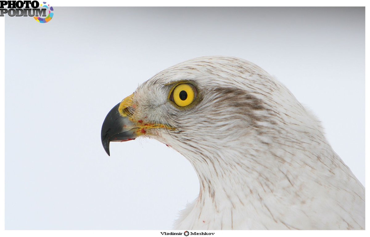 Камчатский Сокол Кречет