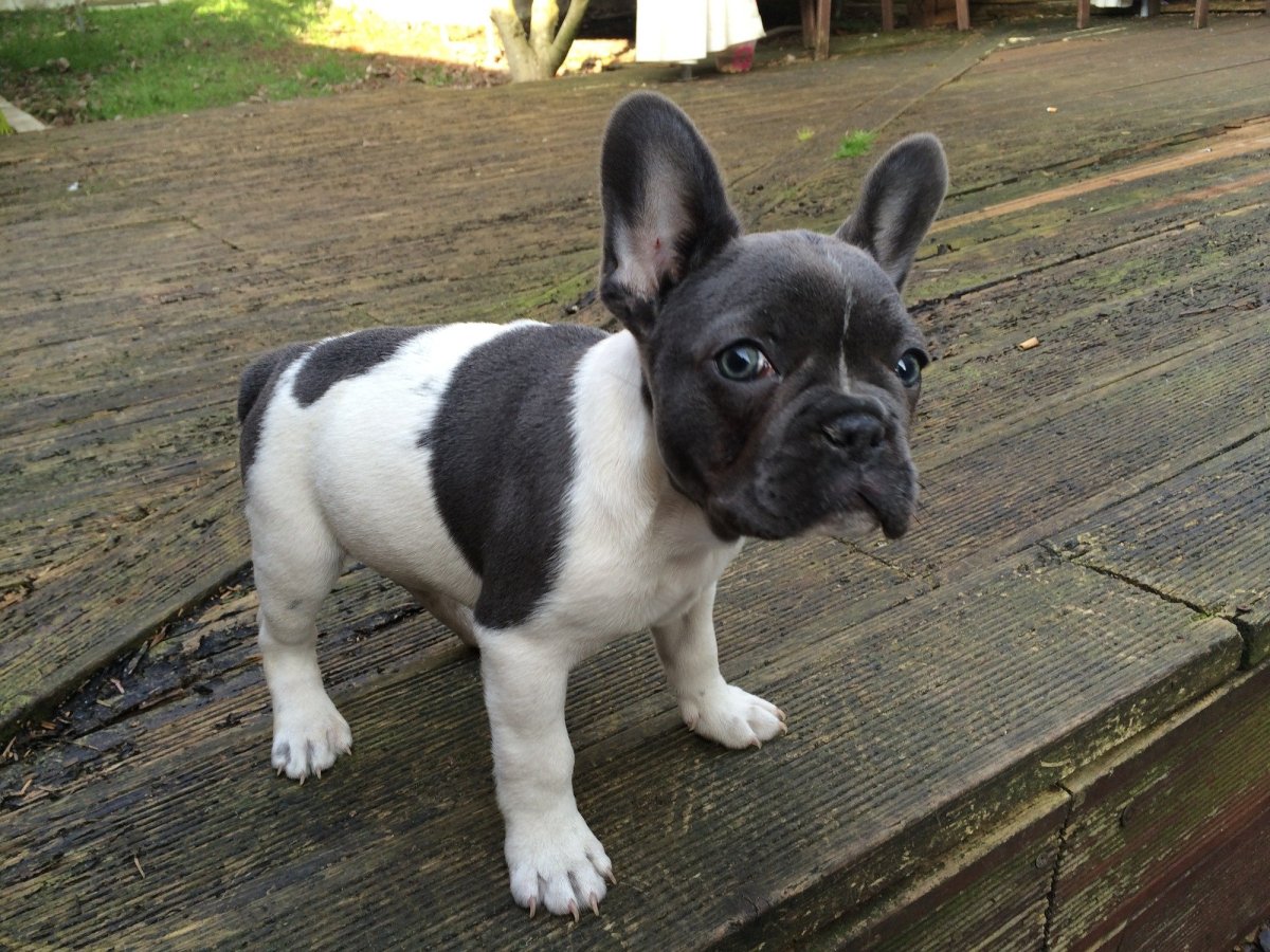 Французский бульдог черный с голубыми глазами
