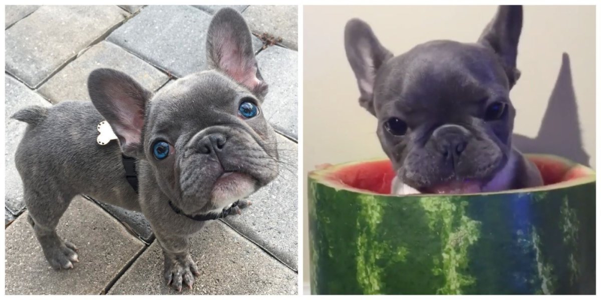 Французский бульдог ест Арбуз