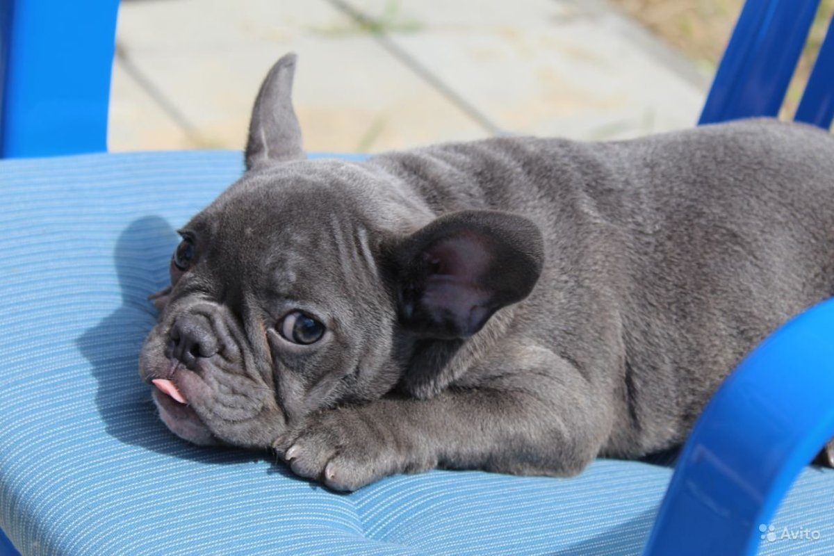 Голубой французский бульдог