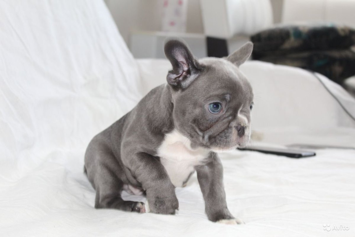 Французский бульдог голубого окраса