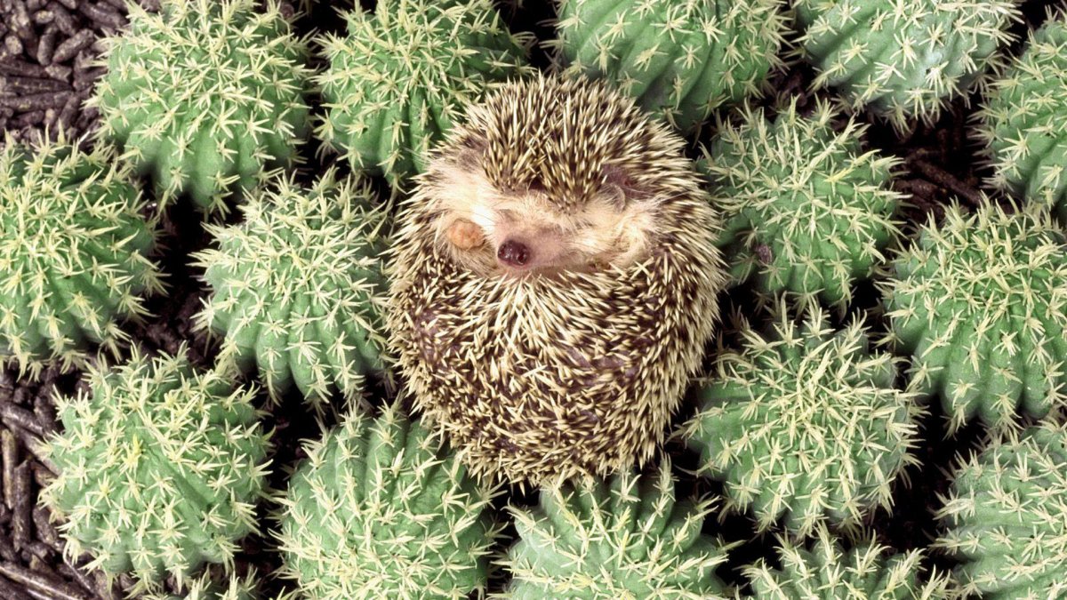 Ежик в лесу