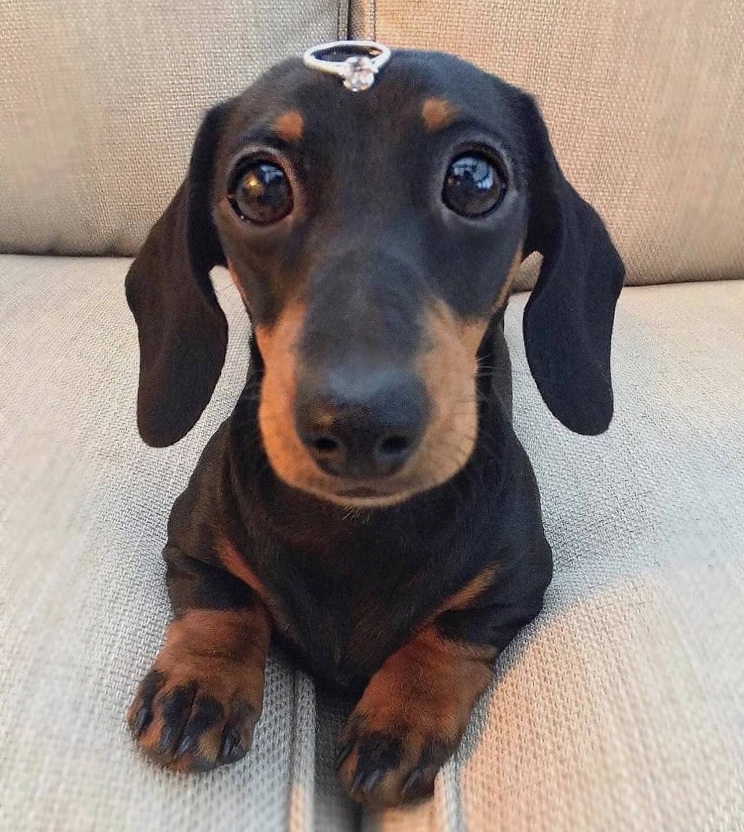 Собака Коломбо порода Бассет