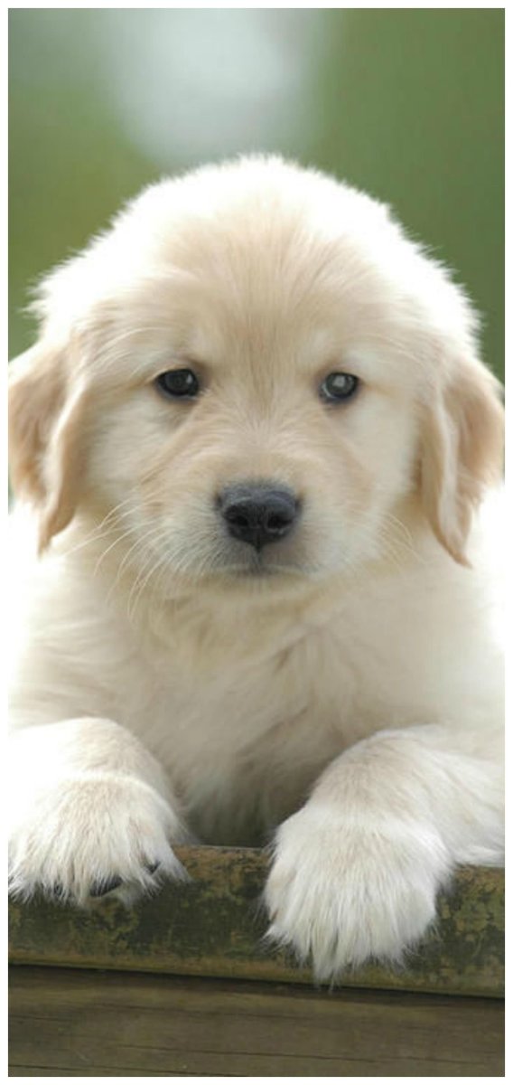 Шоколадный лабрадор