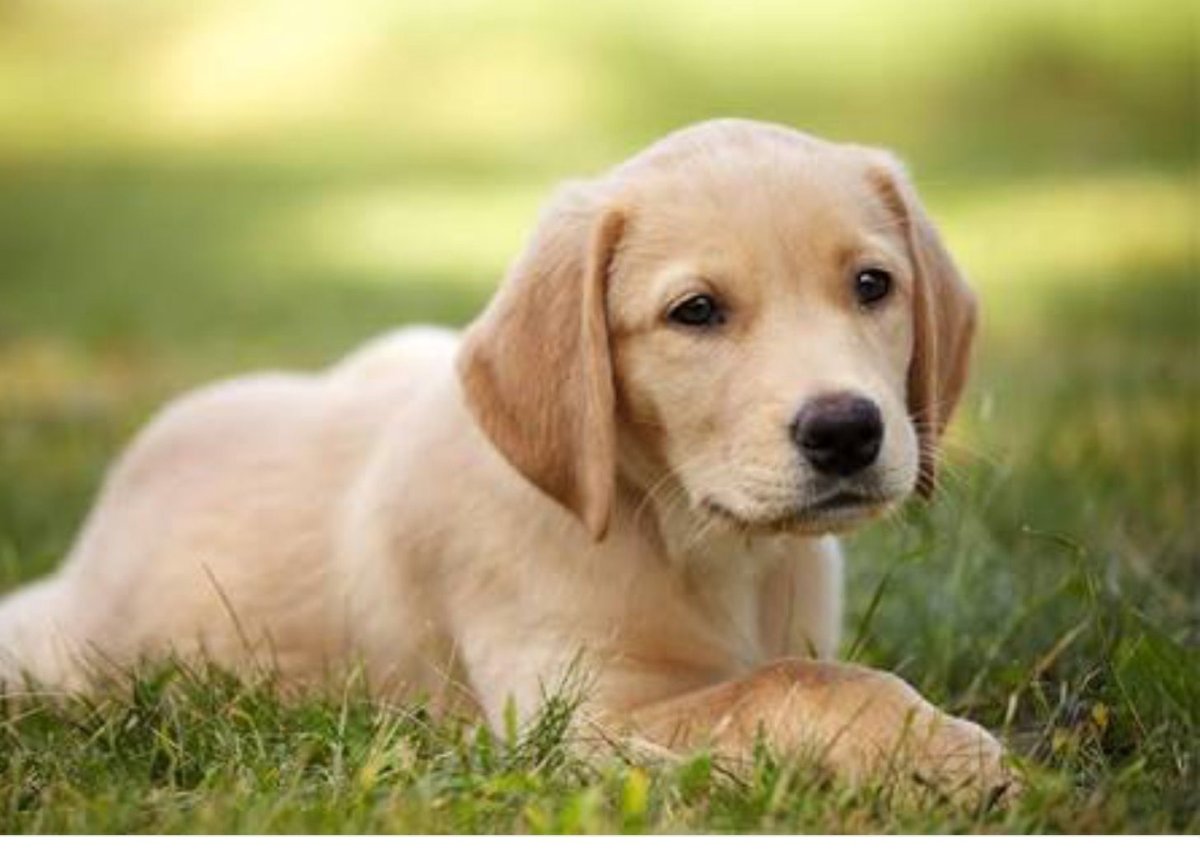 Кавалер Кинг Чарльз спаниель щенки