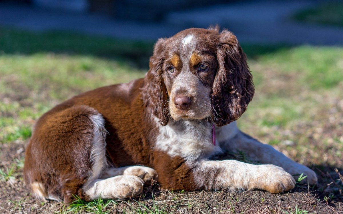Порода собак Бигль