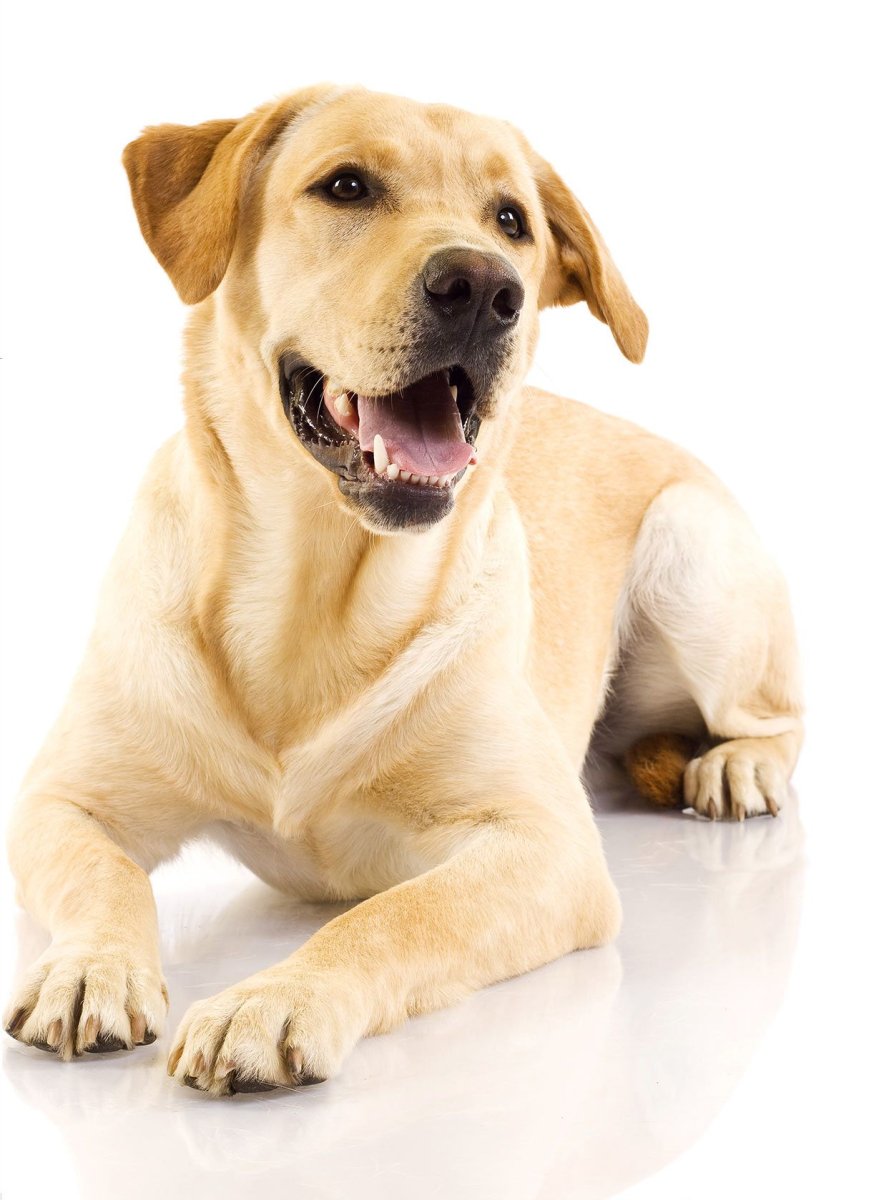 Щенки разных пород