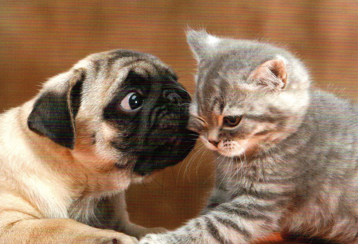 Красивые маленькие щенки