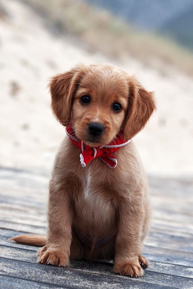 Бигль и кокер спаниель