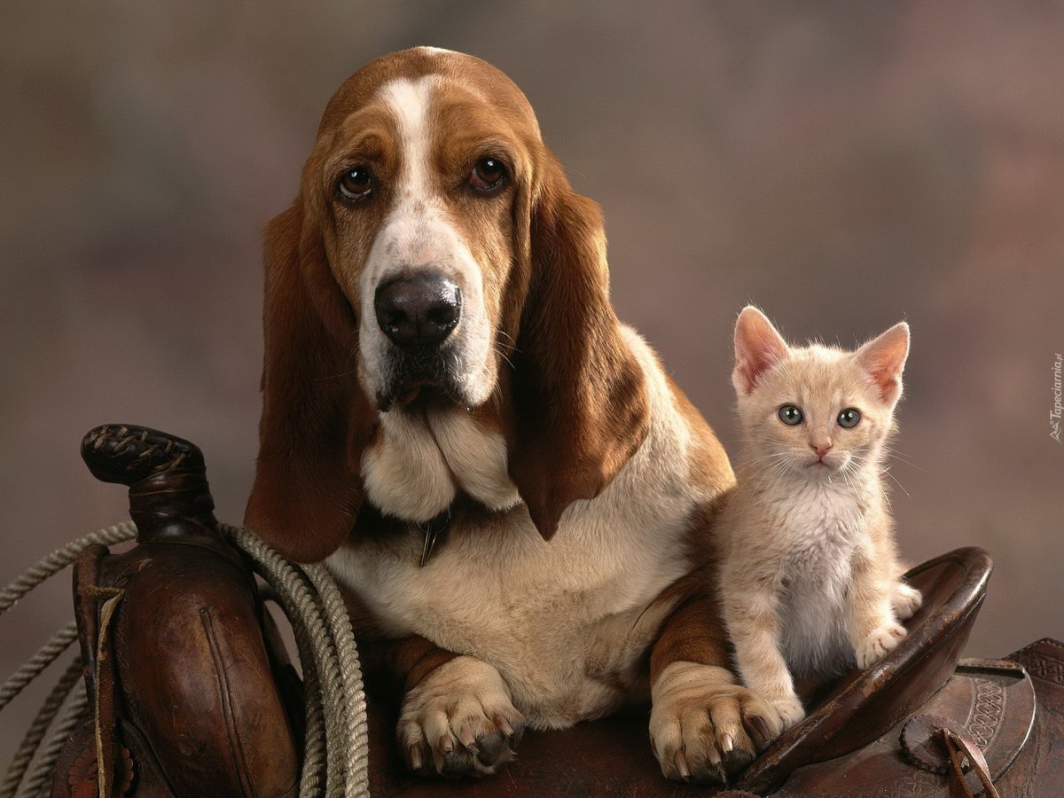 Карликовая такса бежевая