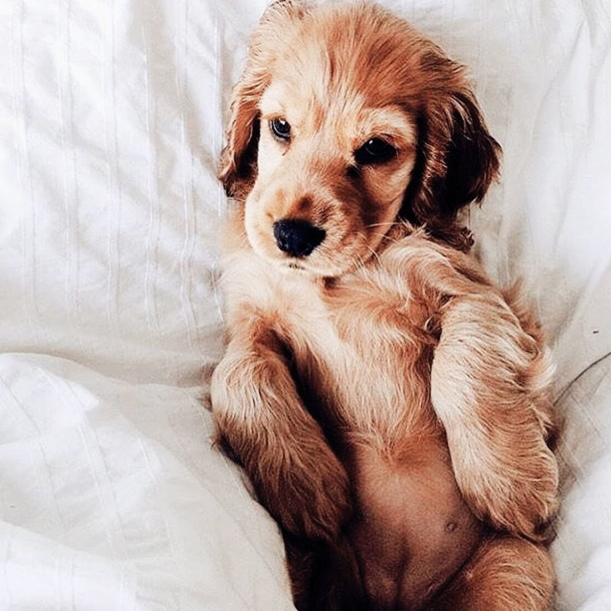 Гладкошерстная американская карликовая такса